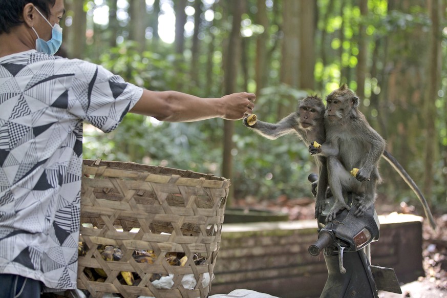 A worker feeds macaques during a feeding time at Sangeh Monkey Forest in Sangeh, Bali Island, Indonesia, Wednesday, Sept. 1, 2021. Deprived of their preferred food source - the bananas, peanuts and ot ...