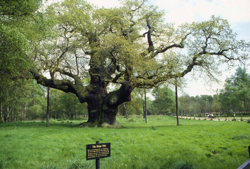 Major Oak. Sherwood Forest, Nottingham, UK. PUBLICATIONxINxGERxSUIxAUTxONLY Copyright: JohnxMason 10852044