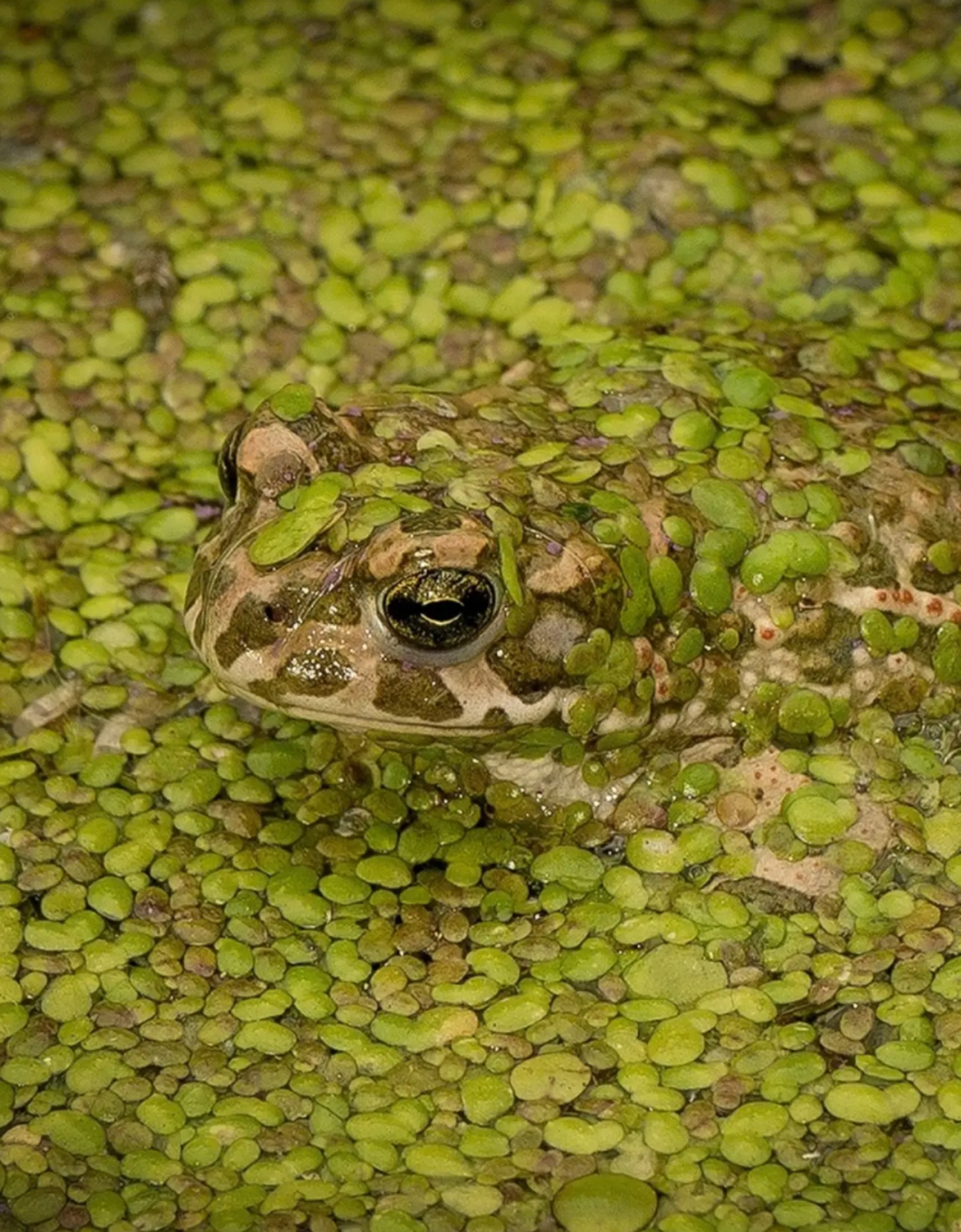 Frosch gut getarnt

https://www.instagram.com/p/Dd8U604MbGB/?utm_source=ig_web_copy_link&amp;obrf=NTc4MTIwNjQ2YQ==