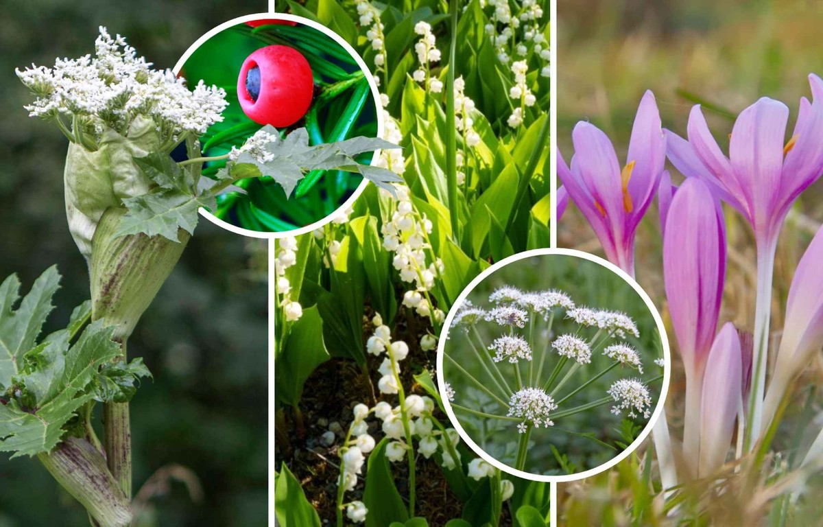 Amateurs de randonnées, faites attention à ces 10 plantes dangereuses en Suisse.