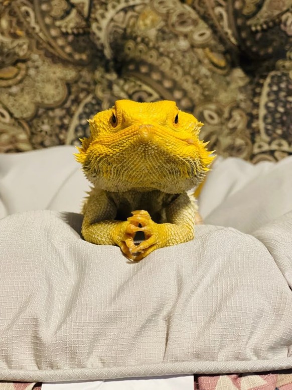 cute news tier echse

https://ch.pinterest.com/pin/70437490285687/