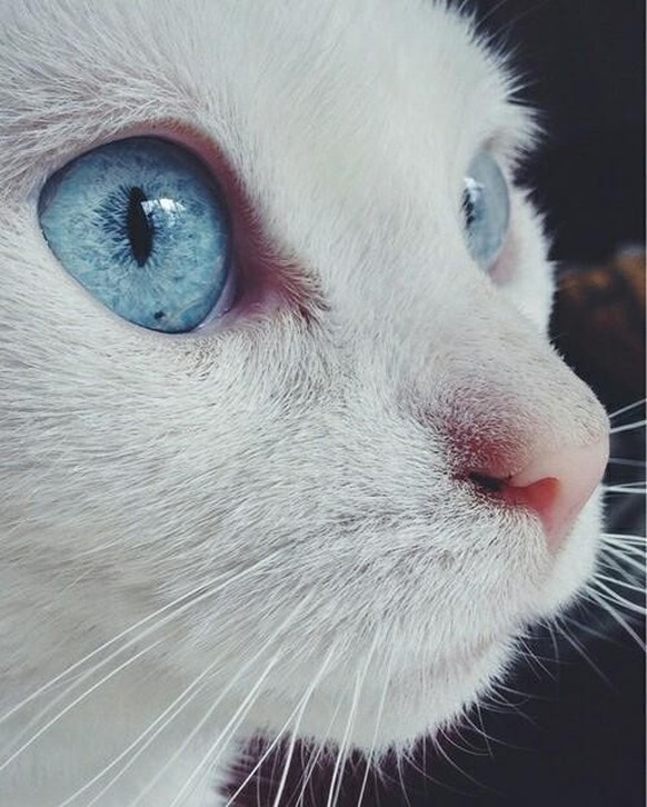 cute news tier katze

https://www.reddit.com/r/CatsBeingCats/comments/18x4all/what_name_would_you_give_this_cat/