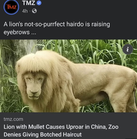 Fail Schlagzeile der Woche: Löwe mit Fail Frisur