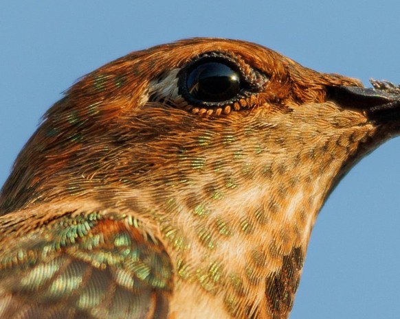 cute news tier vogel

https://www.reddit.com/r/aww/comments/1moubob/the_adorable_eyelashes_on_an_allens_hummingbird/