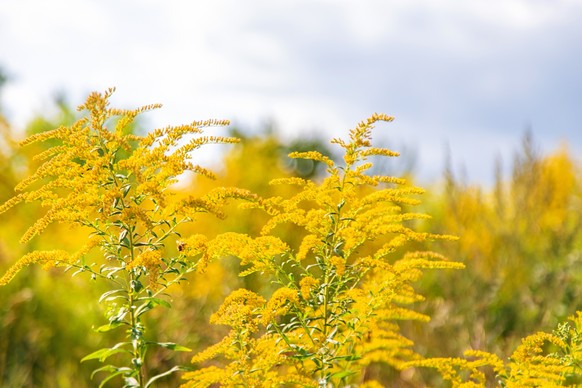 Ambrosia ist eine invasive Pflanze, die starke Allergien auslösen kann.