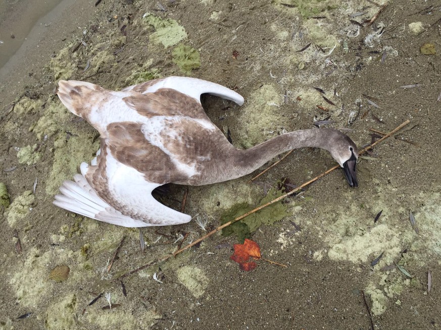 HANDOUT - Ein verendeter junger Hoeckerschwan, der am Montag, 14. November 2014 an der Nouvelle Plage von Estavayer aufgefunden und positiv auf H5N8 getestet wurde. Nach dem Auftreten der Vogelgrippe  ...