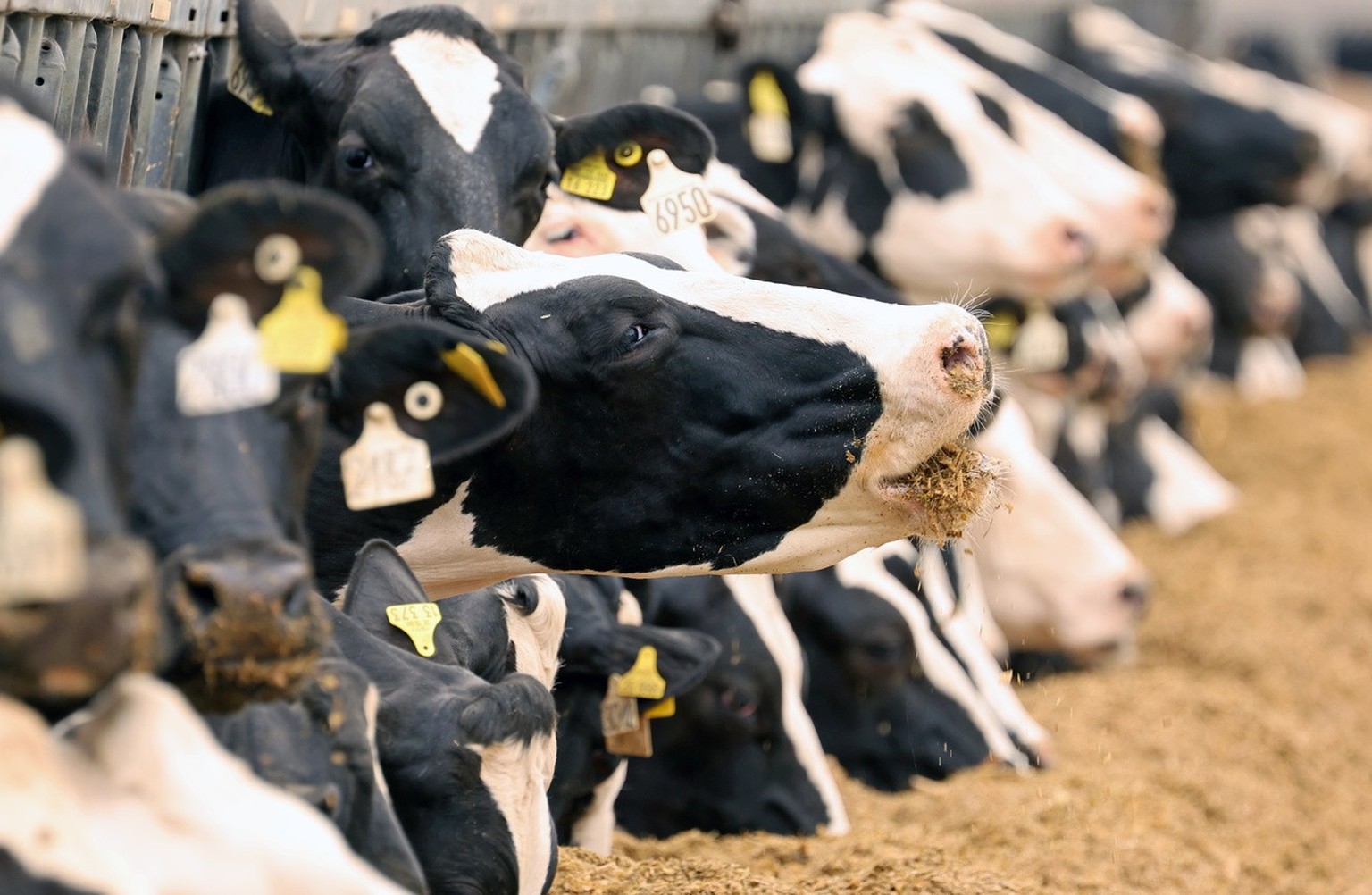 01.06.2023, Mecklenburg-Vorpommern, Hohen Luckow: Milchk�he im Gut Hohen Luckow Milch GmbH &amp; Co.KG, in diesem Jahr am �Welttag der Milch� Gastgeber f�r Sch�ler des Schulzentrums Paul Friedrich Sch ...