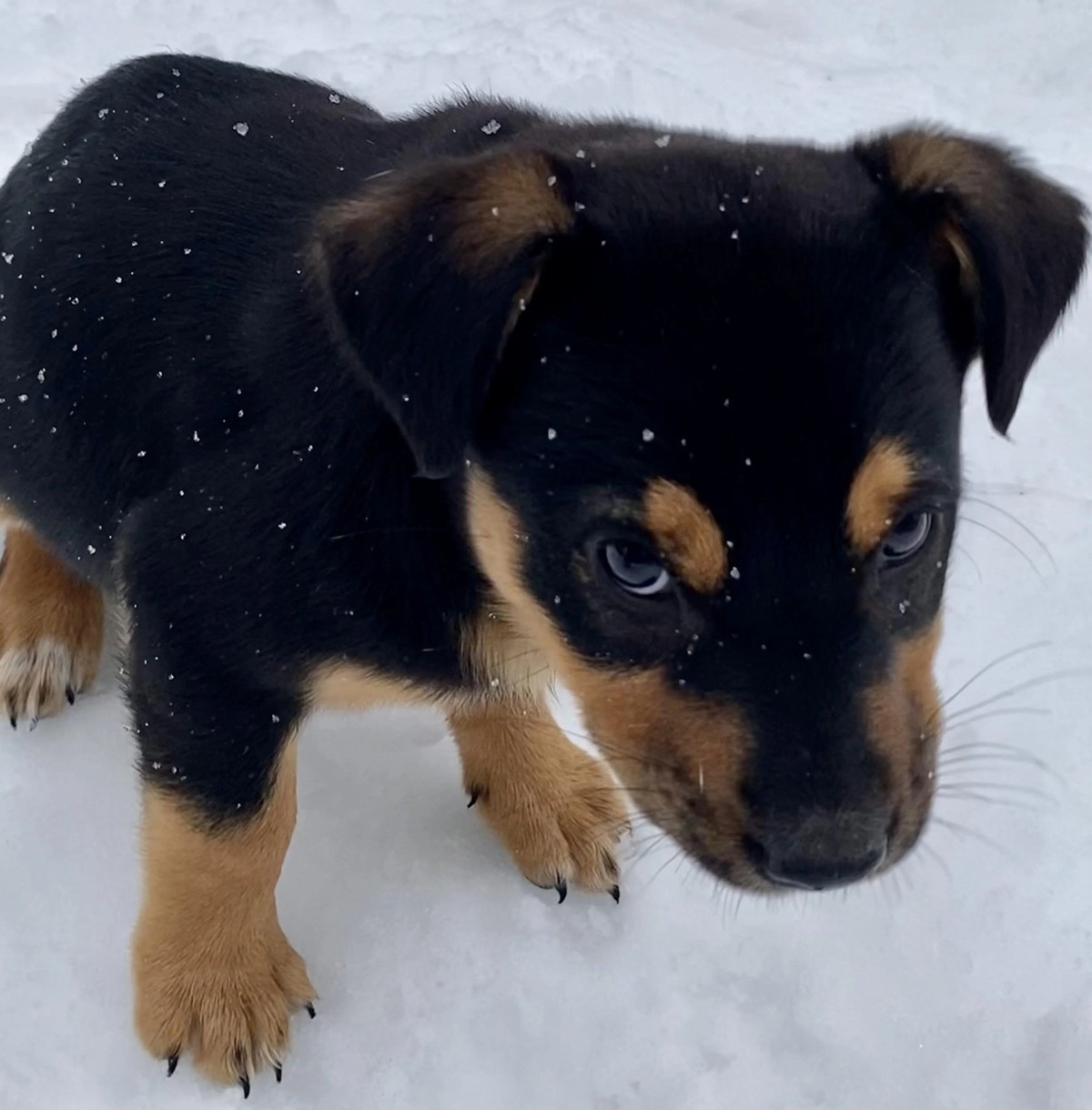 cute news tier hund

https://www.reddit.com/r/rarepuppers/comments/10ew684/eve_was_conflicted_about_her_feelings_on_snow/
