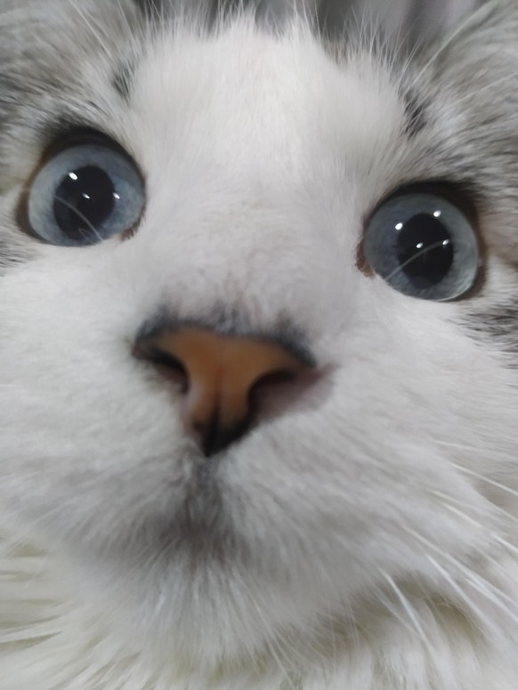cute news tier katze

https://www.reddit.com/r/cats/comments/1miqimd/my_cats_face_is_hilarious/#lightbox