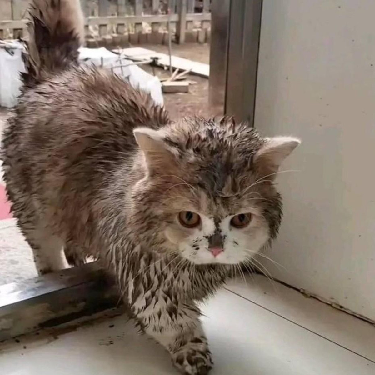 cute news tier katze

https://www.reddit.com/r/CatsBeingCats/comments/1in242c/im_home/