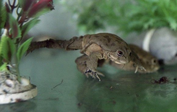FILE - A captive frog, of the Telmatobius Culeus species, moves inside of a glass box at Huachipa Zoo, on the outskirts of Lima, Peru, Nov. 6, 2019. The International Union for Conservation of Nature, ...