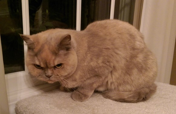 genervte Katze, pissed cat, mad, wütend
https://imgur.com/gallery/odvQfw3