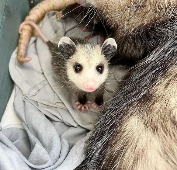 cute news animal tier possum

https://imgur.com/t/aww/P0zBla5