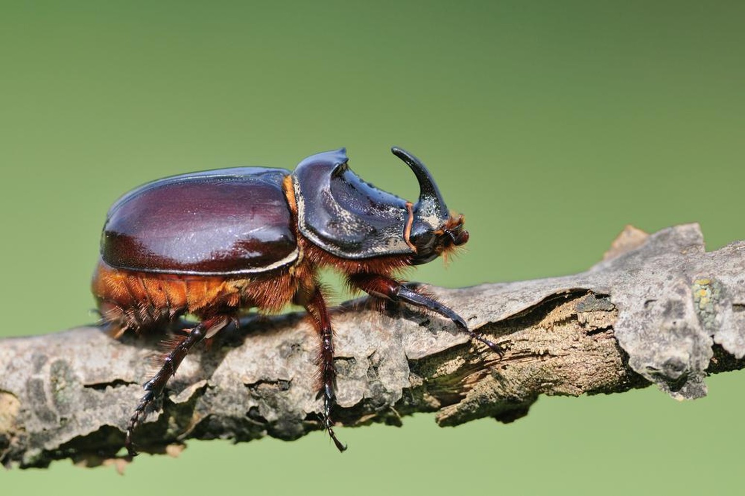 Nashornkäfer (Oryctes nasicornis)