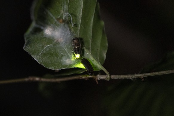 Ein weibliches Gluehwuermchen (Kleiner Leuchtkaefer) leuchtet guengelb in der Nacht im Wald auf einem Blatt , um so umherfliegende maennliche Gluehwuermchen anzulocken, fotografiert am 28. Juni 2019 i ...