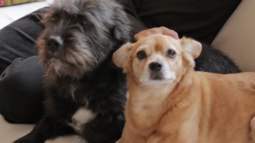 Bratkartoffeln und Broccoli im Fressnapf – diese zwei Zürcher Hunde fressen nur Veganes