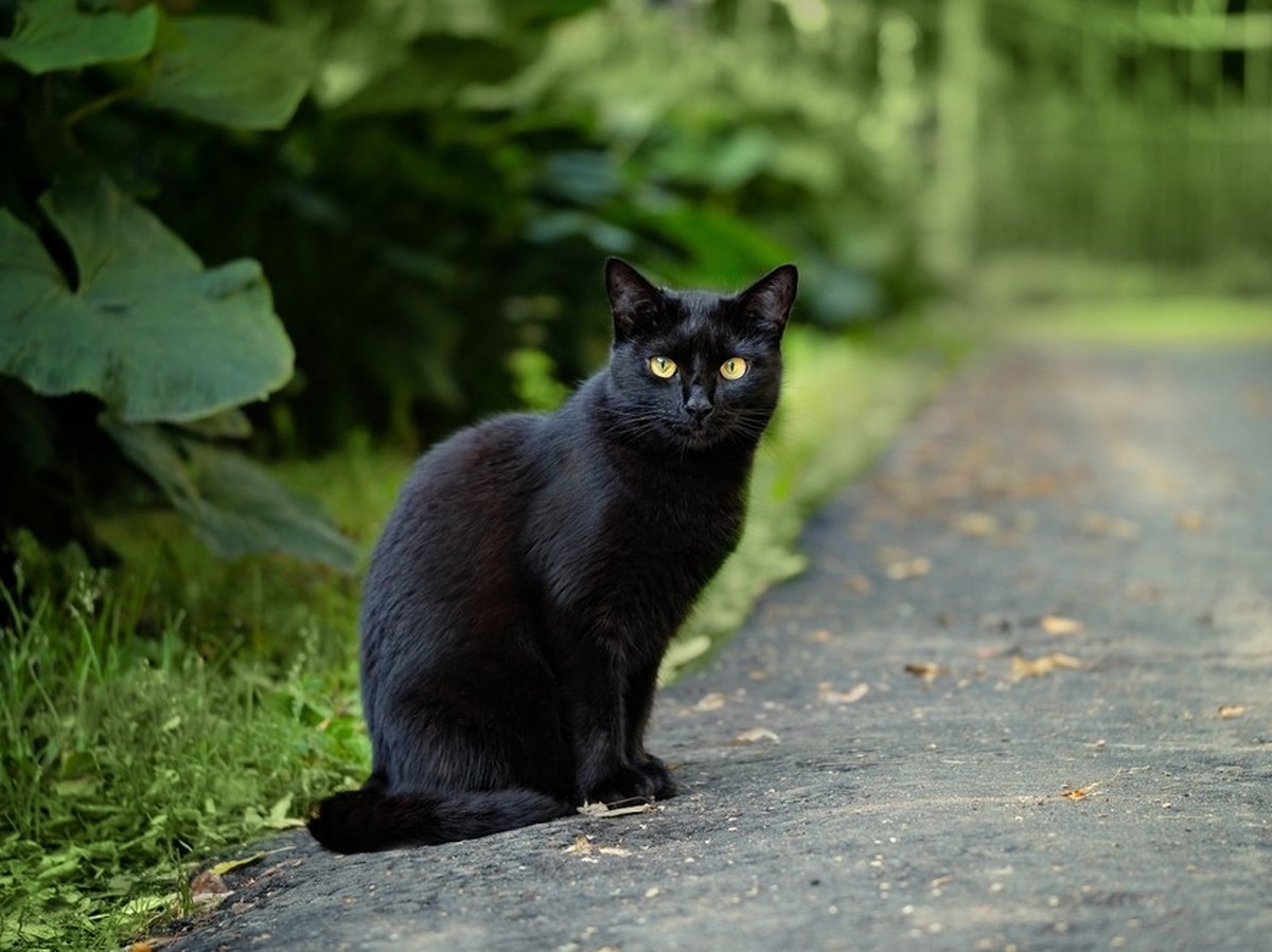 unscharfer abstrakter Naturhintergrund mit schwarzer Katze auf der Strasse, Nahaufnahme.