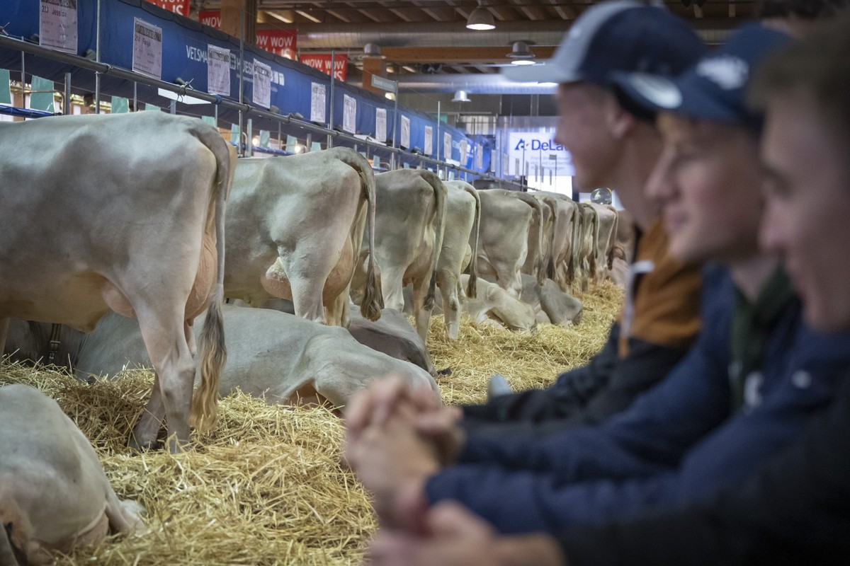 Besuchende betrachten Kuehe in der Halle 7, bei der Eroeffnung der 82. OLMA Schweizer Messe fuer Landwirtschaft und Ernaehrung, am Donnerstag, 9. Oktober 2025, in St.Gallen. Die Messe dauert vom 9. bi ...