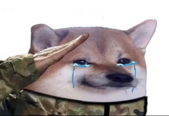 Meme-Hund «Cheems» ist verstorben – jetzt «bonkt» er im Himmel\n😥