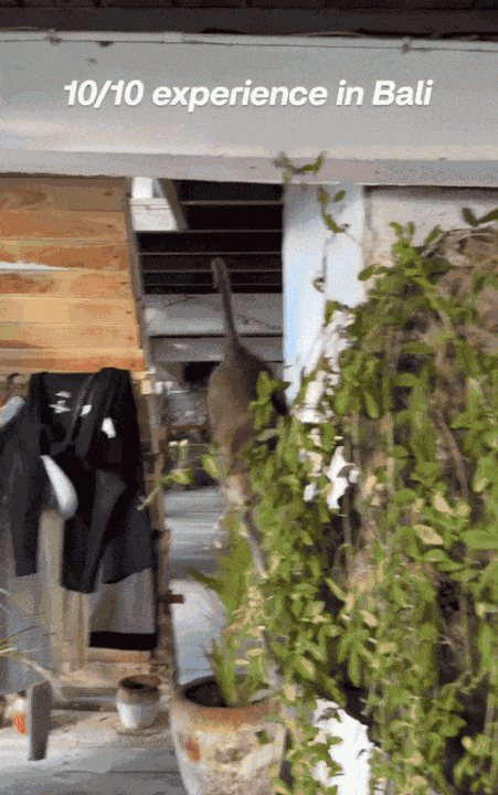 Animiertes GIF