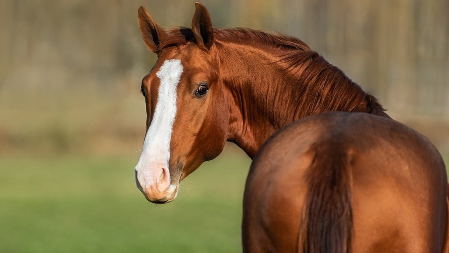 Pferd Shutterstock horse