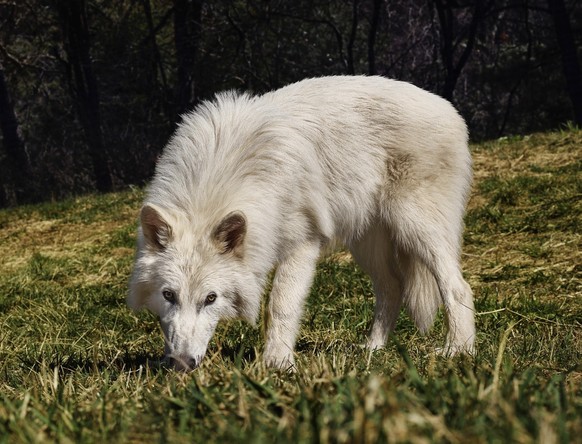 dire wolf
schattenwolf ur-wolf
