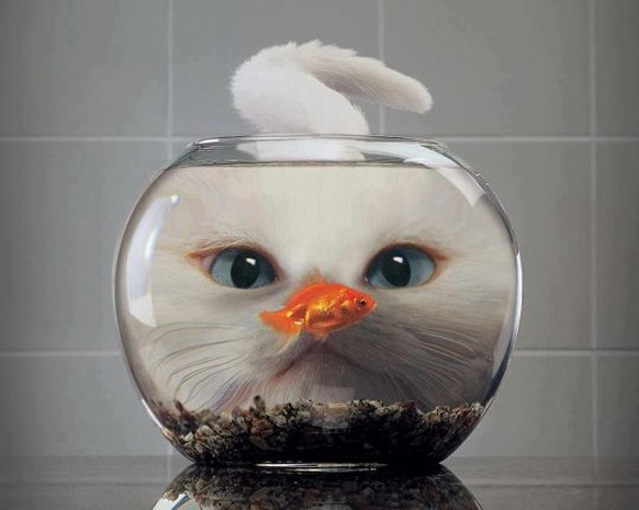 http://rosiesdreams.tumblr.com/post/154933183997/life-in-a-fish-bowl