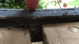 Animiertes GIF