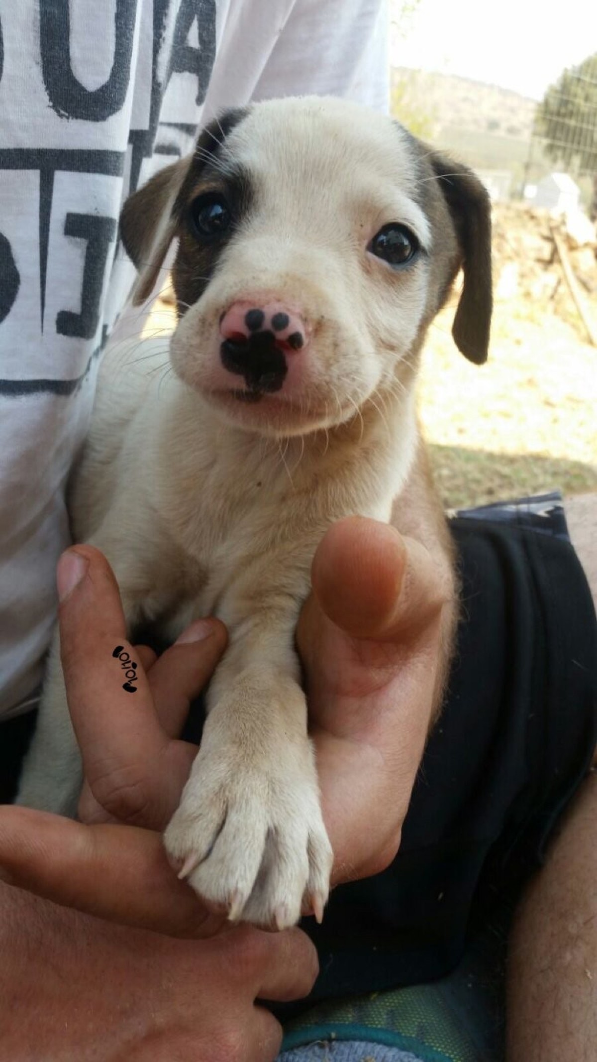 cute news tier hund

https://twitter.com/dog_rates/status/907272188641902594