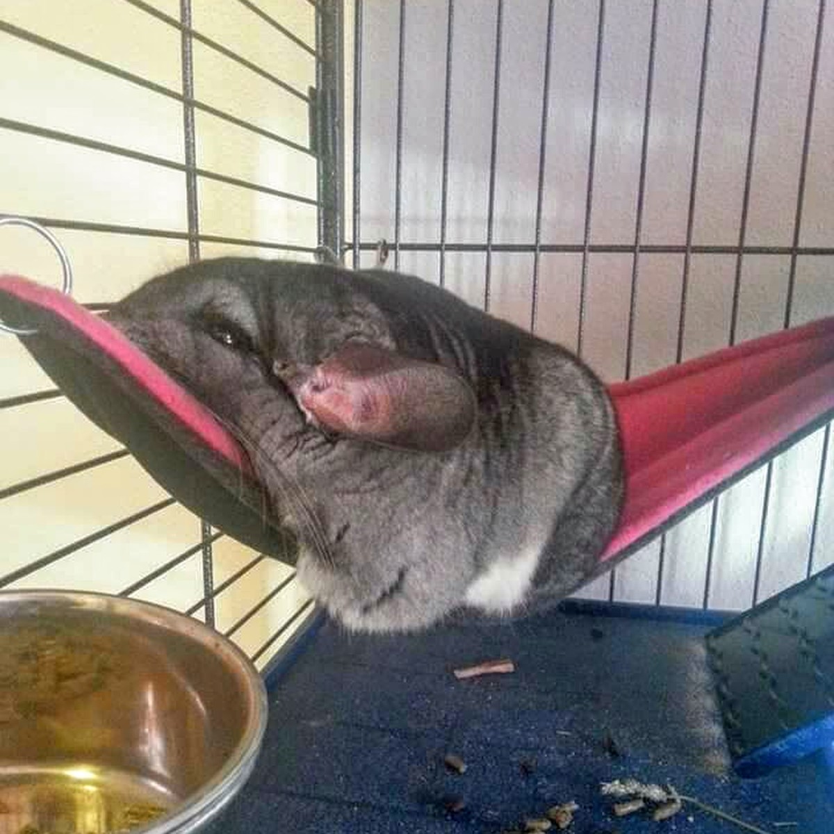 Schmelzender Chinchilla
Cute News
http://imgur.com/hphO84x