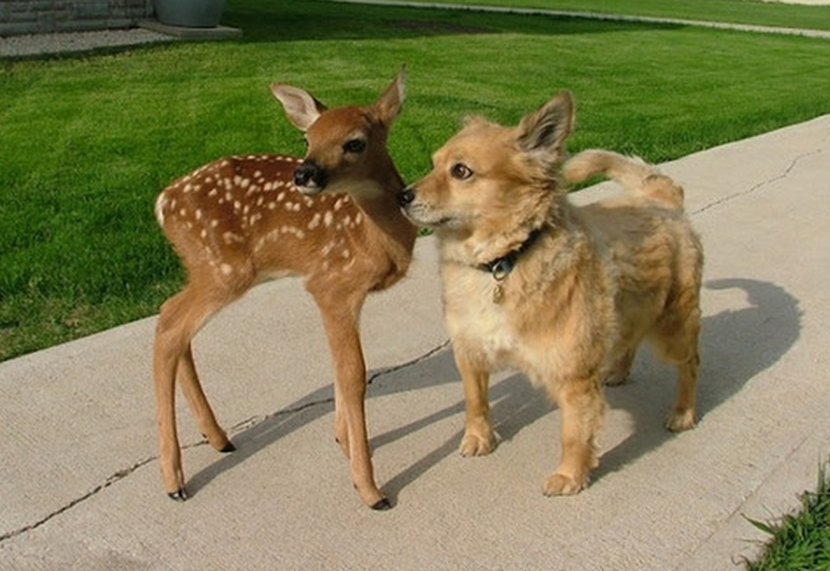Cute News imfall