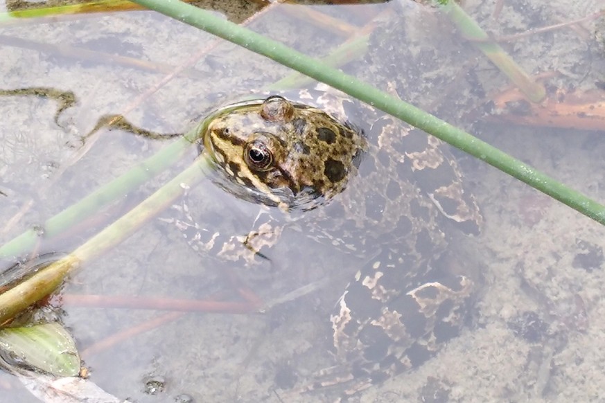 Wie geht’s eigentlich dem Frosch im Irchelpark mit dem Klimawandel? Ich hab’s vermutet, musste es aber nachlesen: Hitze und Trockenheit dienen insbesondere dem Amphibien-Nachwuchs nicht.