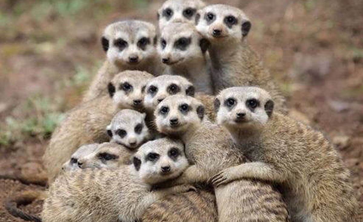 Meerkat