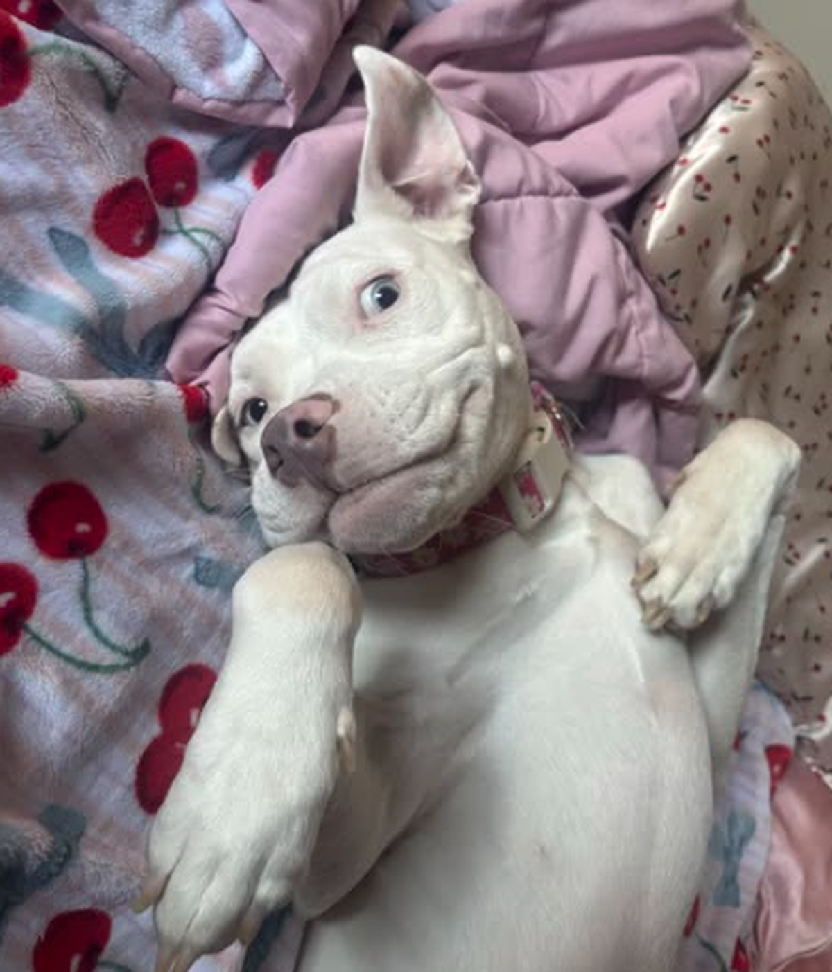 Albino Hund Zucker

https://www.threads.com/share/BBOBuVtlCN/