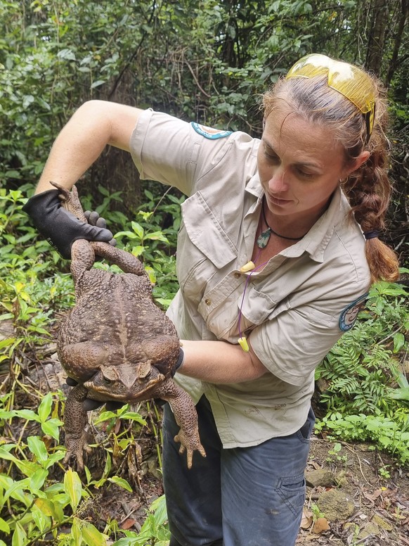 Kylee Gray, a ranger with the Queensland Department of Environment and Science, holds a giant cane toad, Thursday, Jan. 12, 2023, near Airlie Beach, Australia. &quot;We believe it&#039;s a female due  ...