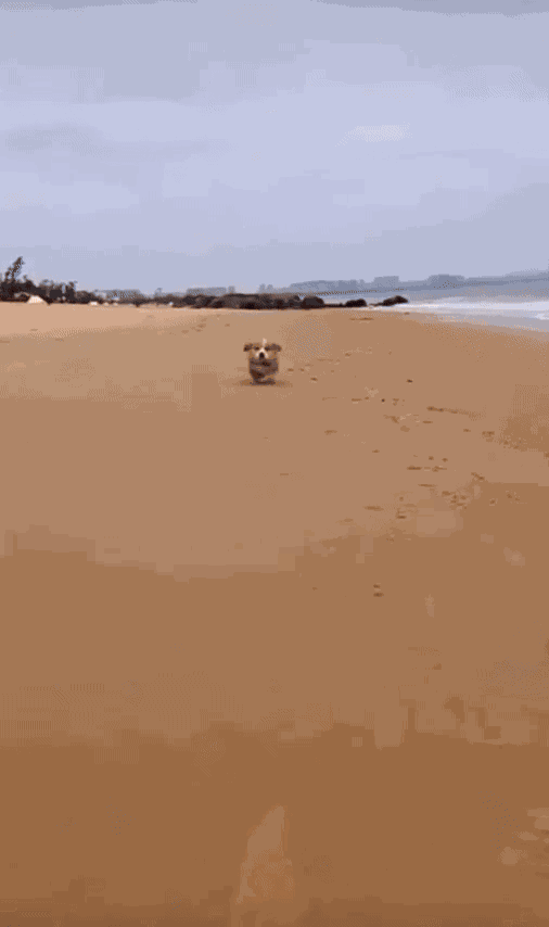 Animiertes GIF
