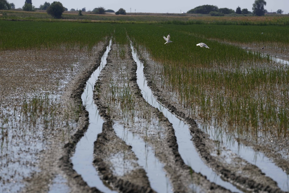 Seagulls fly over a rice field partially bathed by the sea water, in Porto Tolle, Italy, near the Delta Po' river, Friday, July 29, 2022. Drought and unusually hot weather have raised the salt le ...