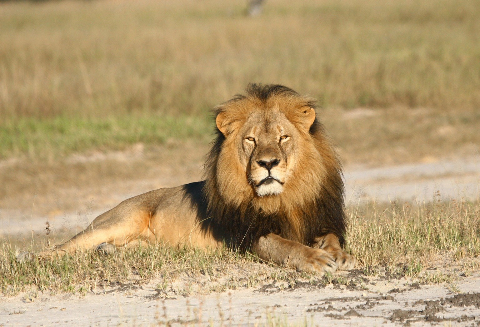 Bilder Von Lowen In Afrika