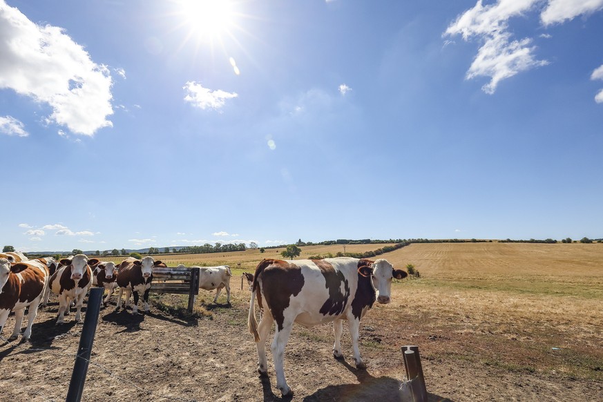 epa10108392 Cows stand in a field near Wellin, south of Belgium, 06 August 2022. The drought continues to impact the provinces of Namur and Luxembourg as new municipalities have taken measures to rest ...