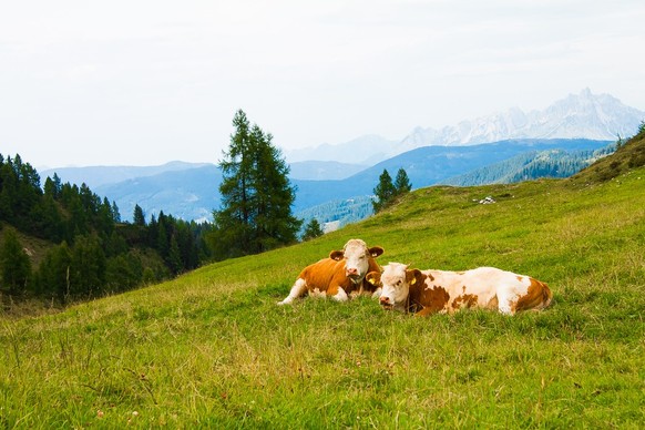 Auf der Alp fehlt es nicht an Kühen, aber an Personal, welches sich um die Kühe kümmert.