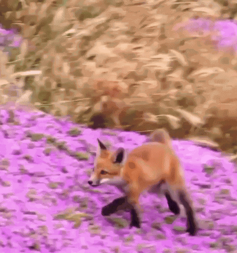 Animiertes GIF