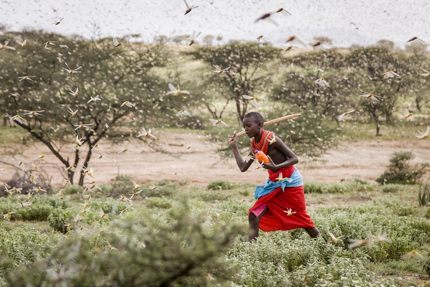 In this photo taken Thursday, Jan. 16, 2020, a Samburu boy uses a wooden stick to try to swat a swarm of desert locusts filling the air, as he herds his camel near the village of Sissia, in Samburu co ...