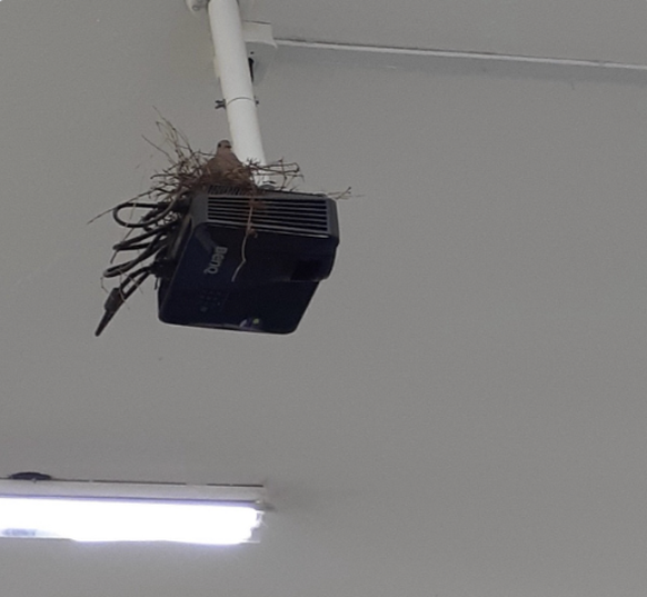 Die lustigsten Fails der Woche: Nest auf Beamer