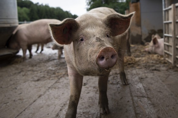 Schweine auf dem Gutsbetrieb Massnahmenzentrum Kalchrain, am Mittwoch, 13. Juni 2018 in Huettwilen. Ein in den vergangenen 20 Jahren fast in Vergessenheit geratenes, absolut naturnahes Haltungssystem  ...