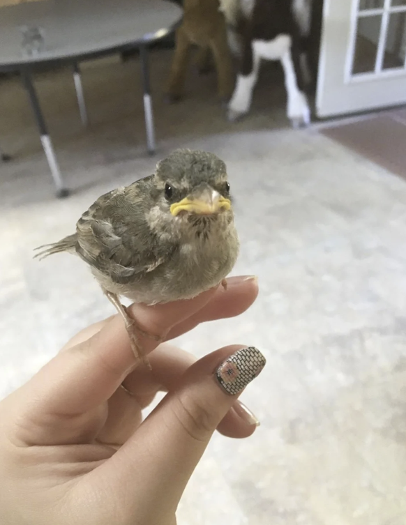 Lustige Tierbilder: Hässiger Spatz