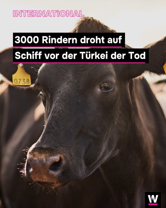 &lt;p&gt;Über 3000 Rindern droht auf hoher See der Tod.&lt;/p&gt;