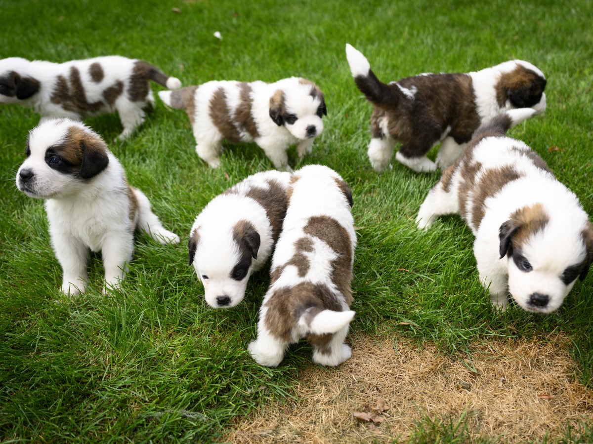 Seven one month old puppies Sant-Bernard play in the grass at the Barry Foundation's kennel, in Martigny, Tuesday, Aug. 30, 2022. The Saint Bernard dog "Edene du Grand St. Bernard" gave ...