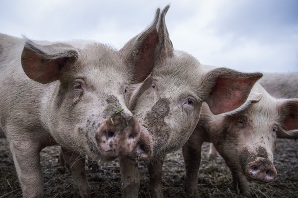 ARCHIVBILD ZUR MITTEILUNG DER WAK-N ZUR MASSENTIERHALTUNGSINITIATIVE, AM MITTWOCH, 20. OKTOBER 2021 - Schweine auf dem Gutsbetrieb Massnahmenzentrum Kalchrain, am Mittwoch, 13. Juni 2018 in Huettwilen ...