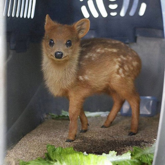 Pudu Hirsch
Cute News
http://imgur.com/gallery/ZueIqdV