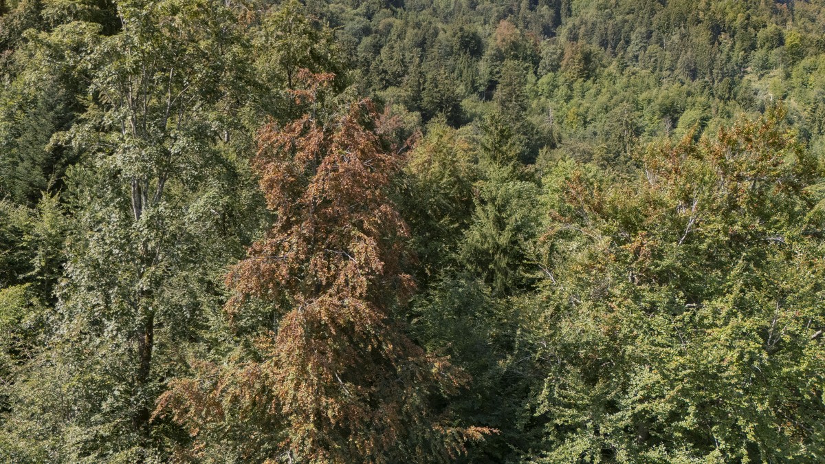 Laub- und Nadelbaeume leiden unter der Trockenheit und dem Wassermangel. Infolgedessen verfaerben sich die Blaetter und Nadeln und fallen ab, wie hier im Lawinenschutzwald am Stanserhorn im Kanton Nid ...